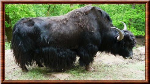 Yak (Bos mutus)