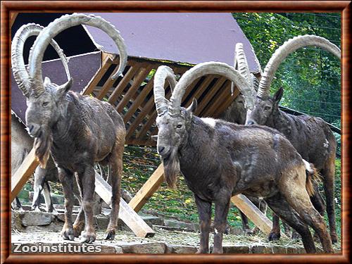 Yanghir au zoo de Wuppertal, Allemagne Yanghir zoo de Wuppertal