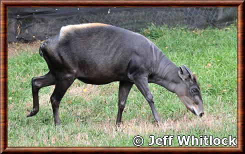 Yellow-backed duiker