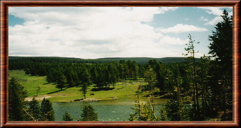 forêt de Yellowstone