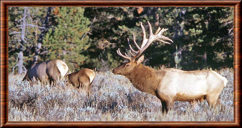 Wapiti