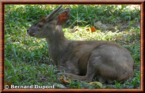 Yucatan brown brocket (Mazama pandora)