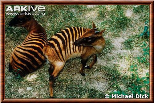 Zebra duiker (Cephalophus zebra)