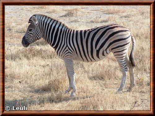 Zebre de Burchell (Equus quagga burchellii)