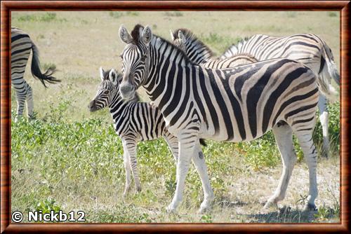 Zebre de Burchell Etosha Namibie