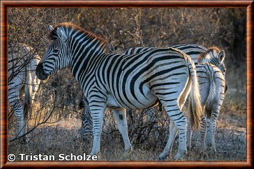Zebre de Chapman Equus quagga chapmani