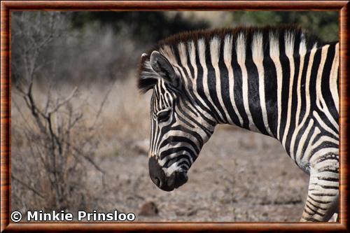 Zebre de Chapman portrait