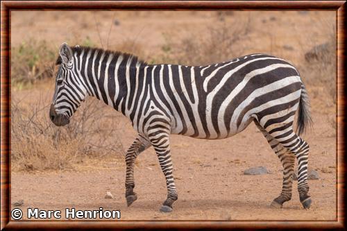 Zebre de Grant Equus quagga boehmi