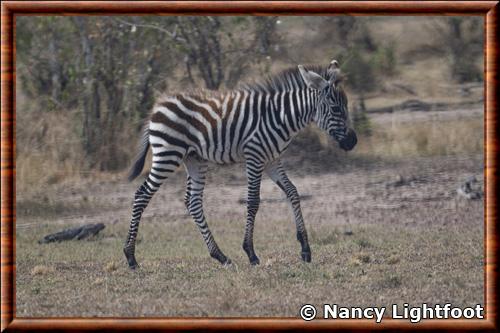 Zebre de Grant juvenile