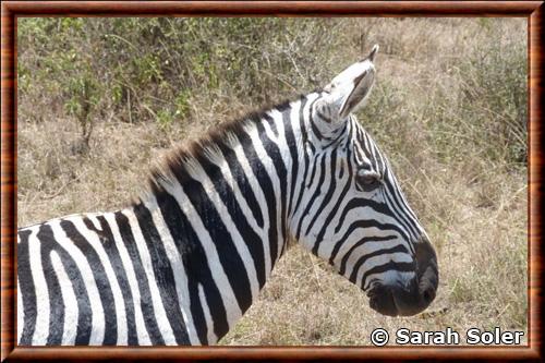 Zebre de Grant portrait