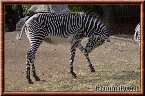 Zebre de Grevy (Equus grevyi)
