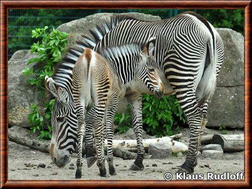 Zebre de Grevy femelle zoo de Berlin