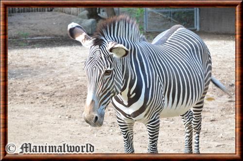 Zebre de Grevy gros plan