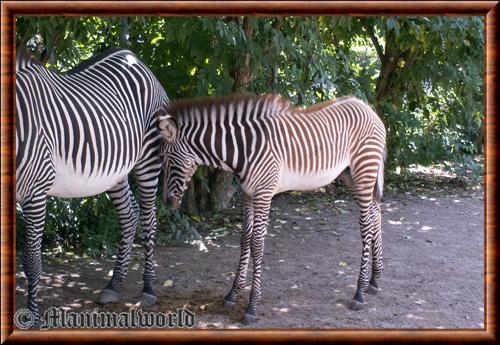 Zebre de Grevy juvenile zoo de Mulhouse