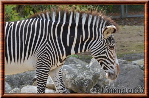 Zebre de Grevy portrait