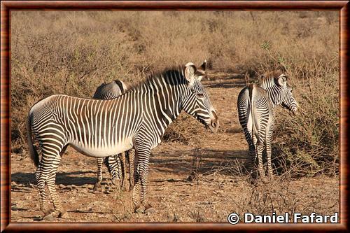 Zebre de Grevy reserve nationale de Samburu
