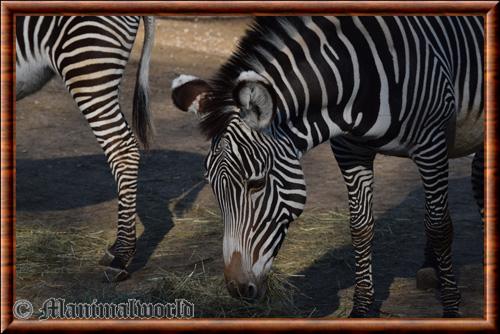 Zebre de Grevy zoo de Mulhouse