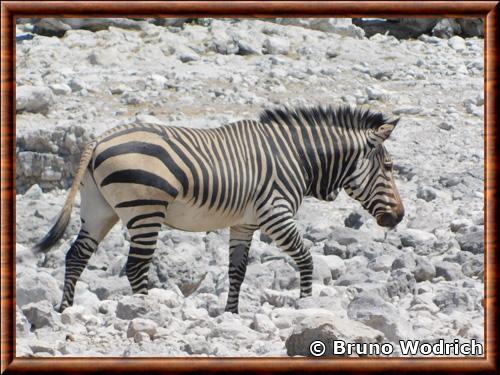 Zebre de Hartmann Equus hartmannae