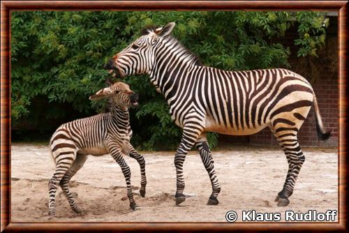 Zebre de Hartmann femelle zoo de Wroclaw