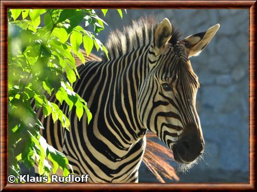 Zebre de Hartmann portrait