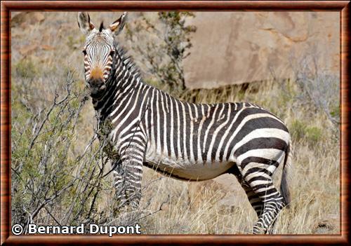 Zebre de montagne Afrique du Sud