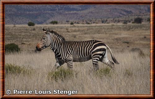 Zebre de montagne Equus zebra