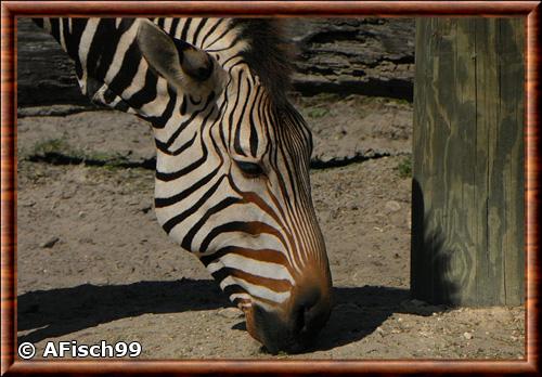 Zebre de montagne gros plan