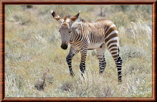 Zebre de montagne juvenile parc national du Karoo