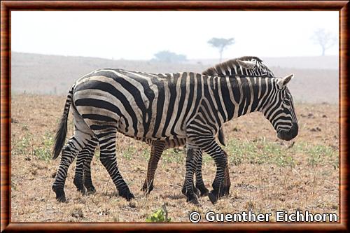 Zebre de Selous Equus quagga borensis