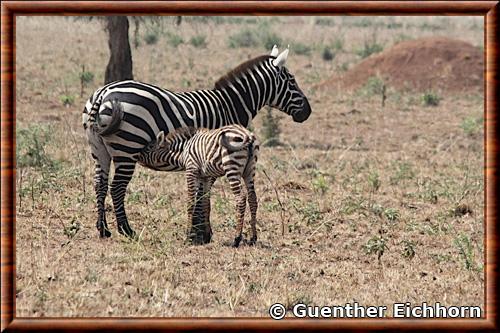 Zebre de Selous femelle en Ouganda