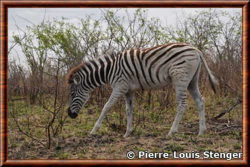 Zebre des plaines Equus quagga