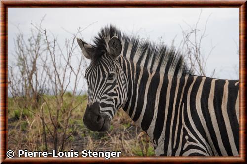 Zebre des plaines gros plan