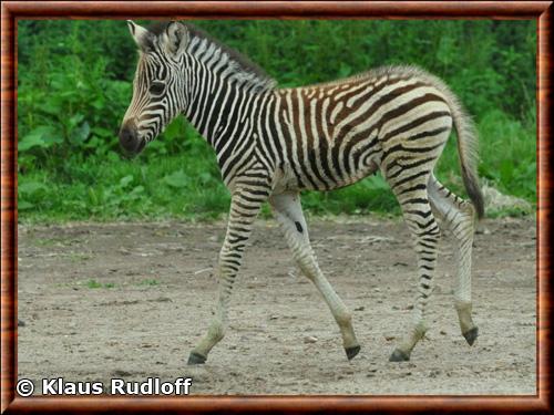 Zebre des plaines juvenile Klaus Rudloff photography