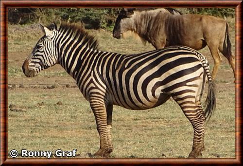 Zebre des plaines parc national du lac Manyara