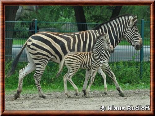 Zebre des plaines zoo de Berlin