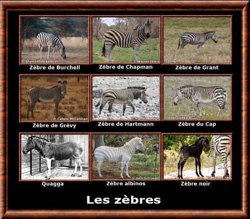 Zebre especes