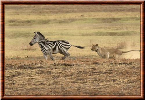 Zebre et lionne