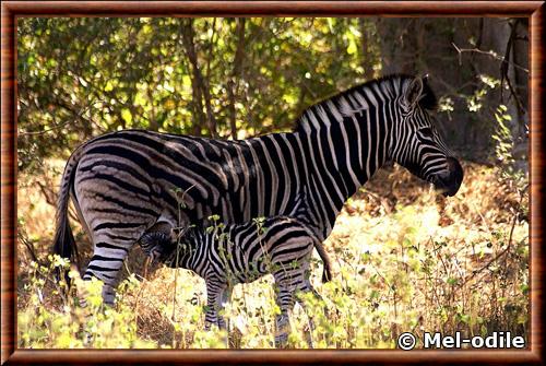 Zebre femelle