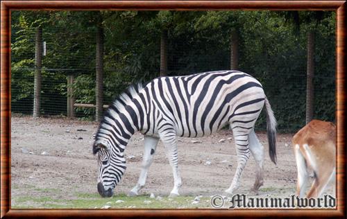 Zebre