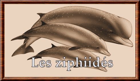 Ziphiidae