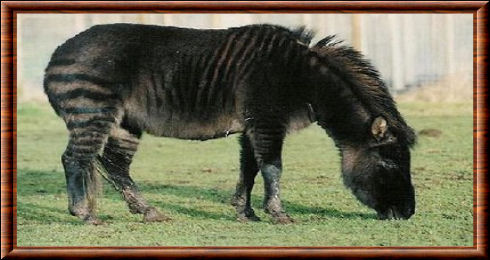 Zonkey